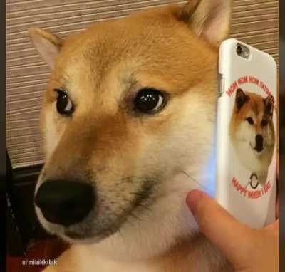 El perro solo cayó en las horribles manos de Internet
