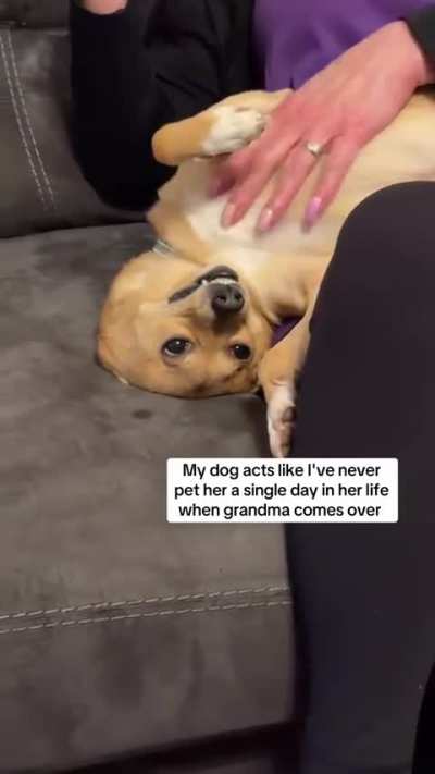 My girl June bug acts like I've never ever pet her before in her life every time my mom comes to visit 🤣