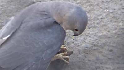 Shikra performs eye surgery on a brown rat