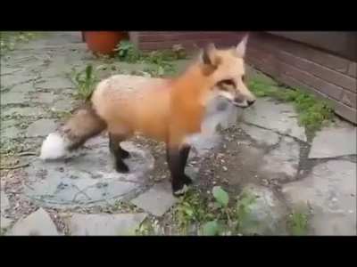 Heckler and Fox