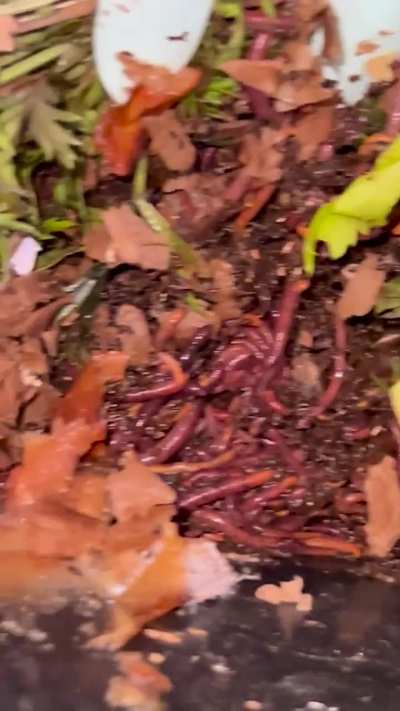 Little wigglers