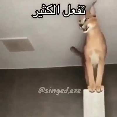 Arab floppa