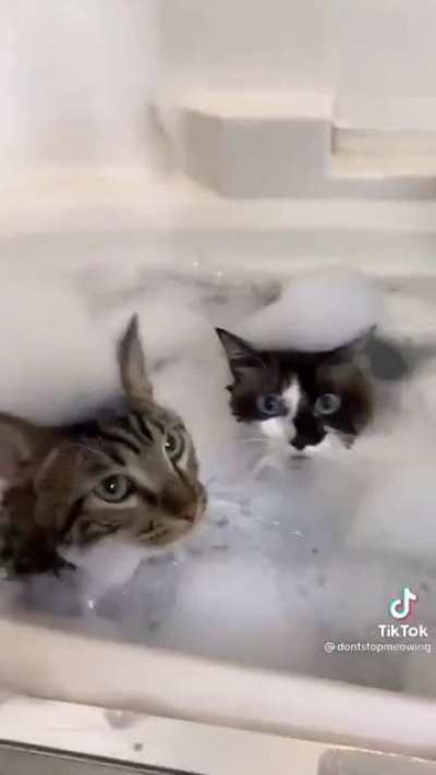 What have you done to my cats?