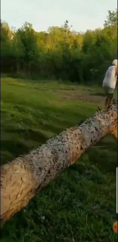 HMB while I give grandma the chainsaw.