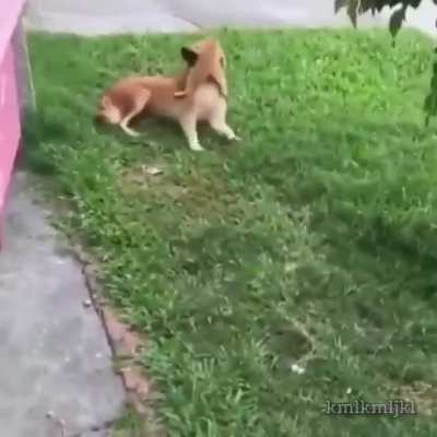 Ламар??
