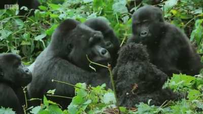 Robotic Spy Gorilla infiltrates a wild Gorilla Family