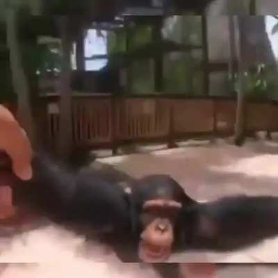 Best monke times