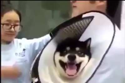 Shiba dies inside