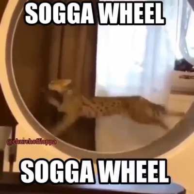 Run sogga run
