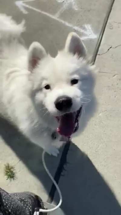 When your dog loves you and walks
