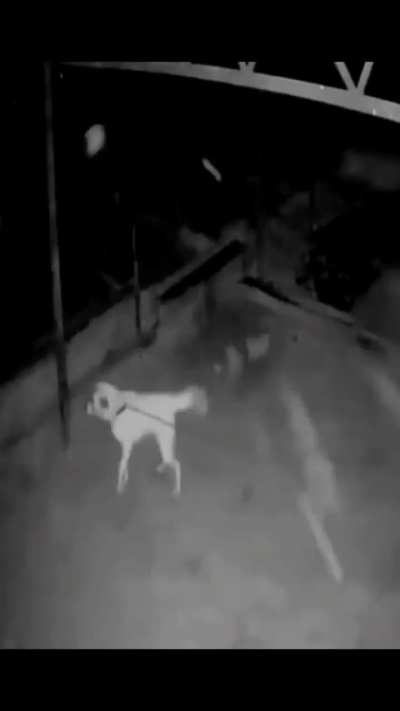 Kangal vs wolf kalesh