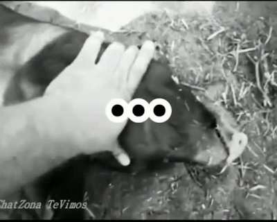 🐽