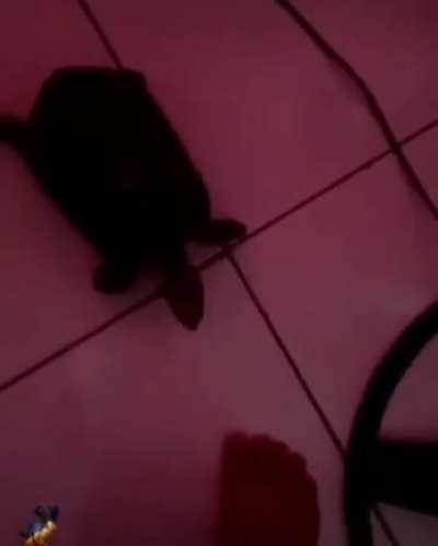 Tartaruga
