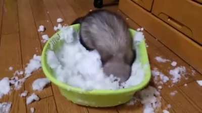 Ferret having fun in a bucket of snow