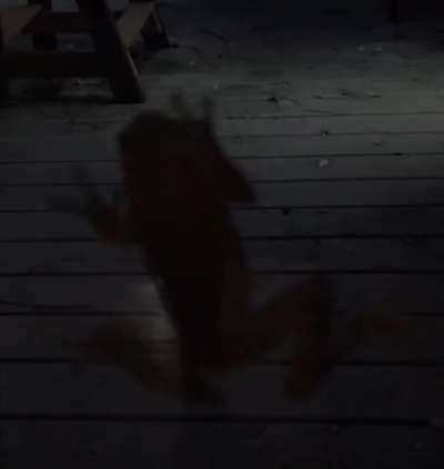 Frog lights up after eating a firefly.