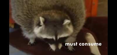Megachonk