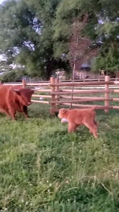 Energetic calf gets a stern look from the grown-ups