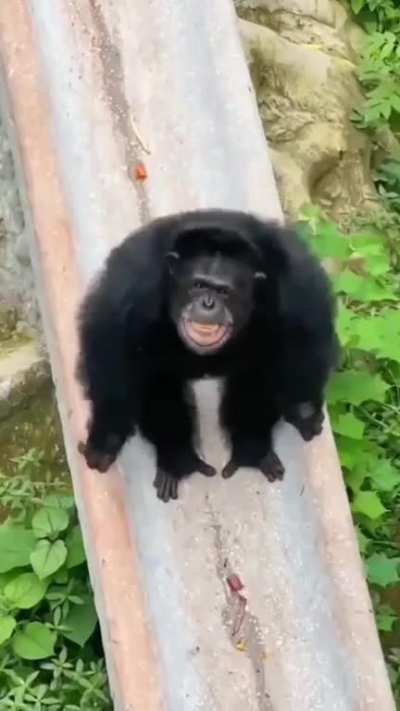 rage monkey