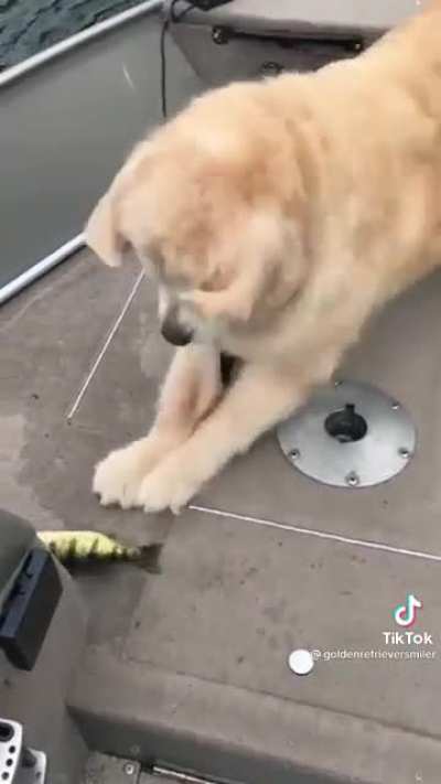 FISH CPR!!!