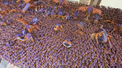 Video of Hive Fleet Annihilation