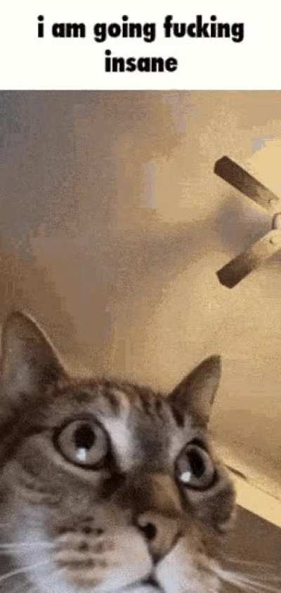 Cate