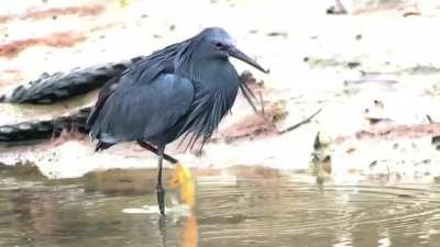 A black heron using its wings like an umbrella, creating shade to attract fish, a behavior known as canopy feeding.