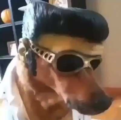 what da dog doin?!?!?!?!??!🤔 😫