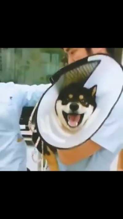 Do dog screams count?