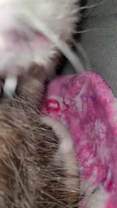 Video jus for nano of ms poppy