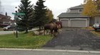 🔥 Moose Fight 🔥