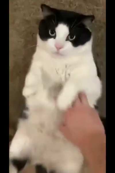 Poor cat