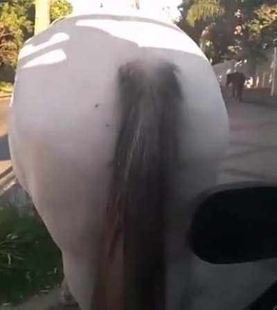 Cavalo fdp!