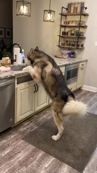 Apparently, I was taking too long to wash his water bowl in the sink. He decided to help himself to a few soapy sips. 🤭