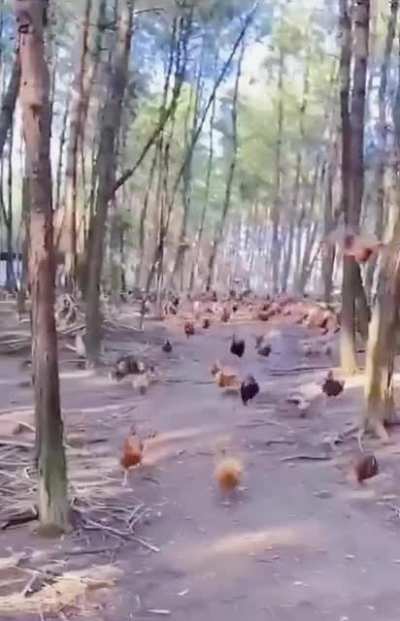 Erwin's speech but with chickens