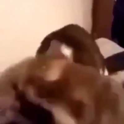 This just my favourite video ever