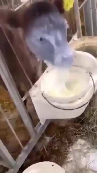 Calma mimosa