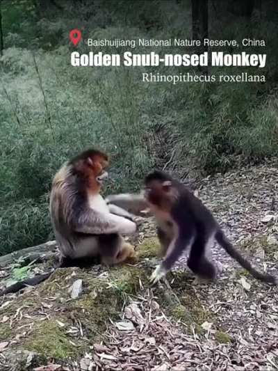 🔥Sometimes, all we need is a HUG. Mother golden snub-nosed monkey hugging her baby.