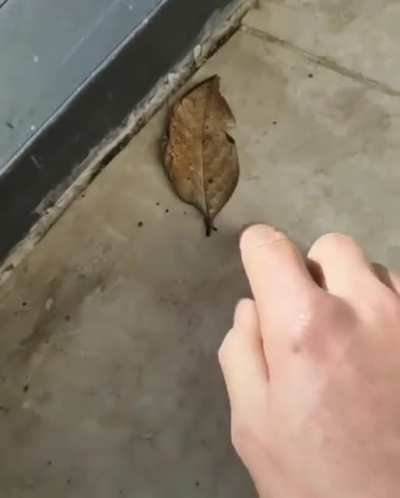 Careful where you step