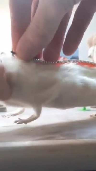 WTF