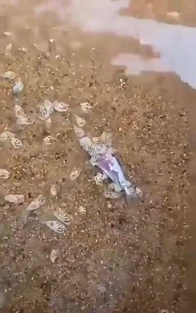 🔥 Attack of the gastropods