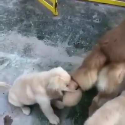 Slap, slap, slap, bite