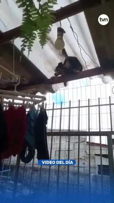 Spider-Firulais en acción