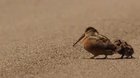 🔥 American woodcock luring worms 🔥