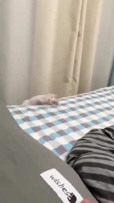 Cat out of control 