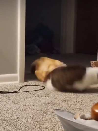 The Tea Bag Assassin