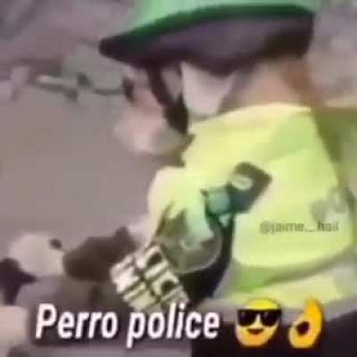 Wow, un perro polizia