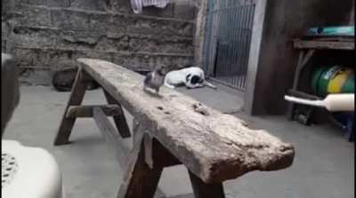 feeding a bird