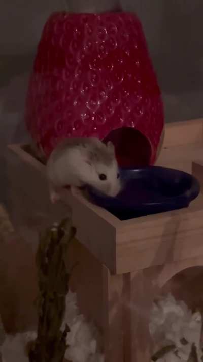 My new ham!