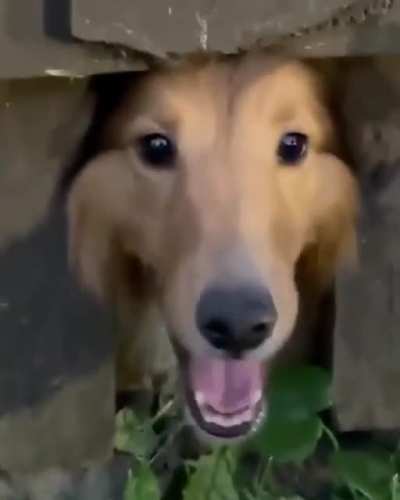 Master of stealth…