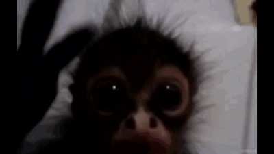 monkly song